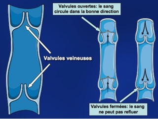 Valvules veineuses + légendes