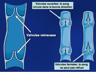 Valvules veineuses + légendes