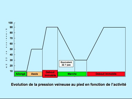 Diagramme P veineuse (f) activité