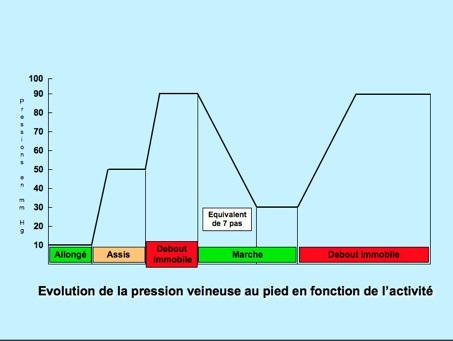 Diagramme P veineuse (f) activité