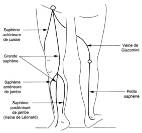 Schéma syst saphènien
