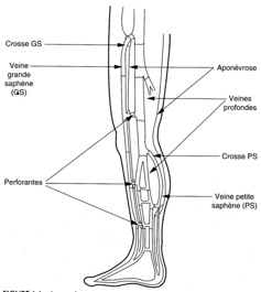 Schéma syst vein superf et prof